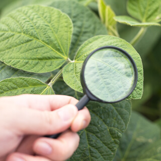 Plant Defense Activators