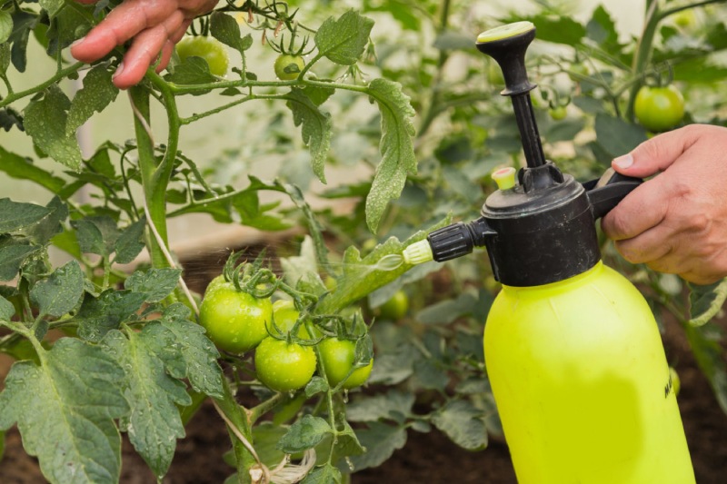 Absorption occurs within hours, with visible plant response typically observed within 2 - 7 days depending on crop type, environmental conditions, and application timing
