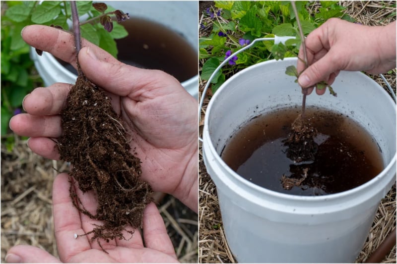Amino Acid Fertilizer Dose: Best Rates by Application Method (Spray, Soil, Drip, Hydroponics)