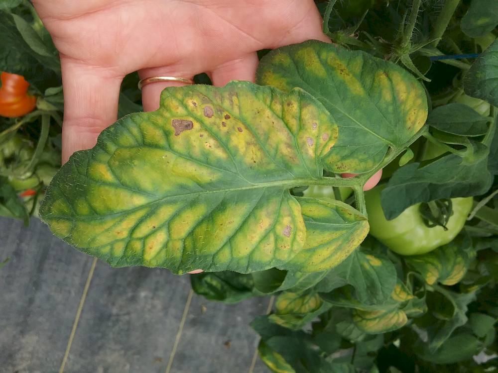 Top 4 Amino Acid Liquid Fertilizer Uses With Helpful Tips and Practices