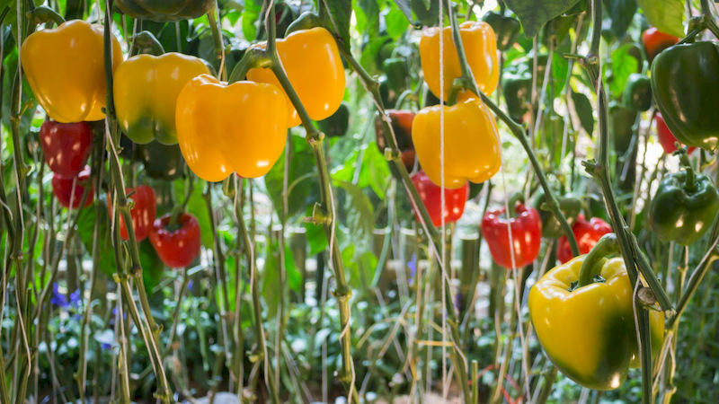 Bell pepper fruits treated with Humic Acid, Fulvic Acid, and Amino Acid showed lower weight loss during storage and maintained better post-harvest quality