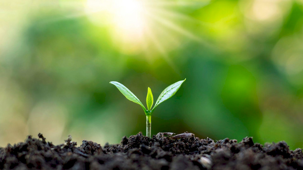 8 Best Amino Acid Liquid Fertilizers in 2026: Reviews, Benefits & How to Choose