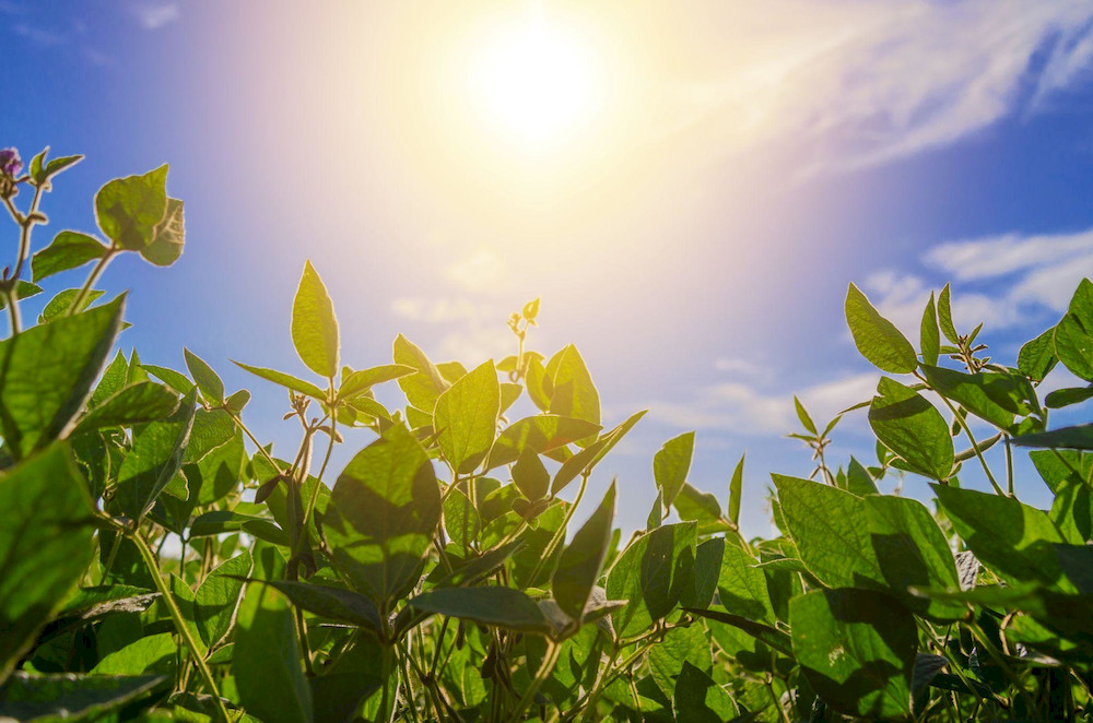 Chelated micronutrients help plants thrive even under adverse conditions