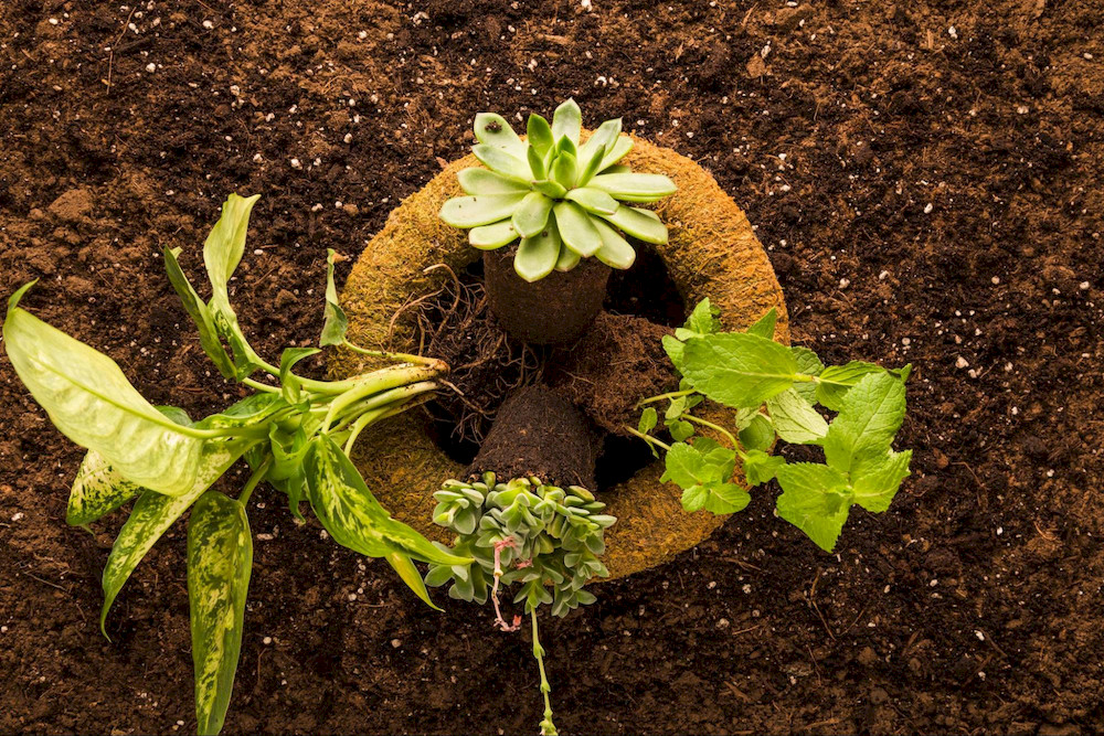 Top 6 Chelated Micronutrients Uses for Plants, Soil, and Application Notes