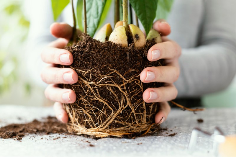 Amino acid fertilizer stimulates deep root growth to boost plant vigor