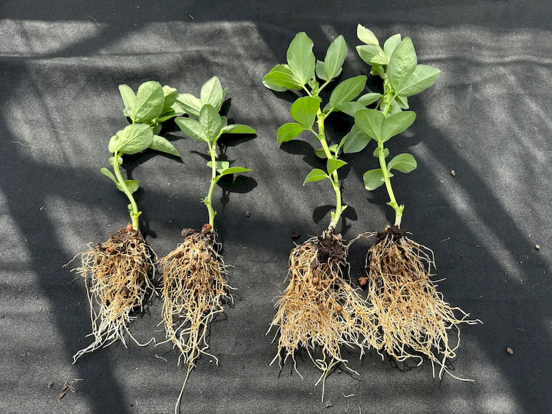 Comparison of untreated and treated plants showing improved growth, biomass, and vigor with proper nutrient or biostimulant application.