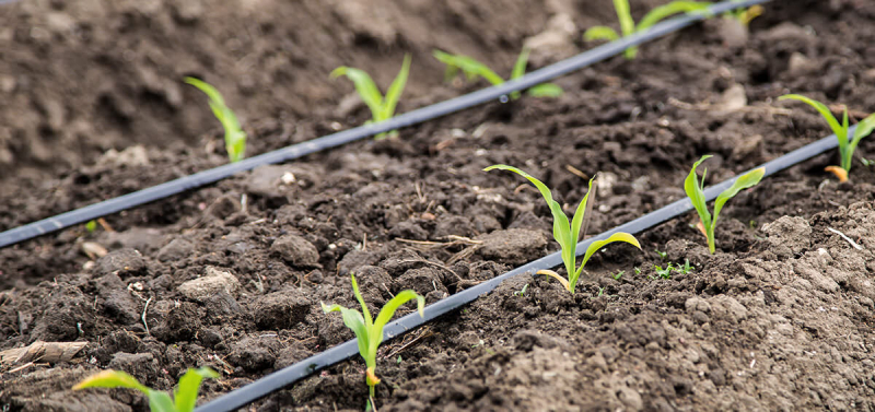 Drip irrigation delivers amino acid fertilizers directly to roots, ensuring even distribution and efficient uptake