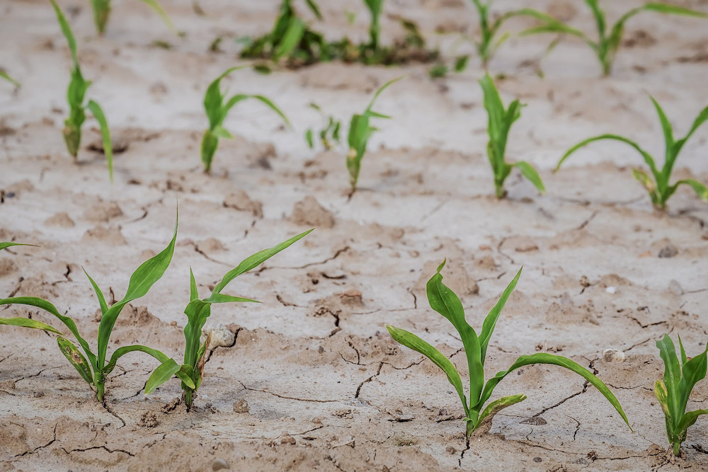 6 Essential Amino Acids for Plant Growth and Development