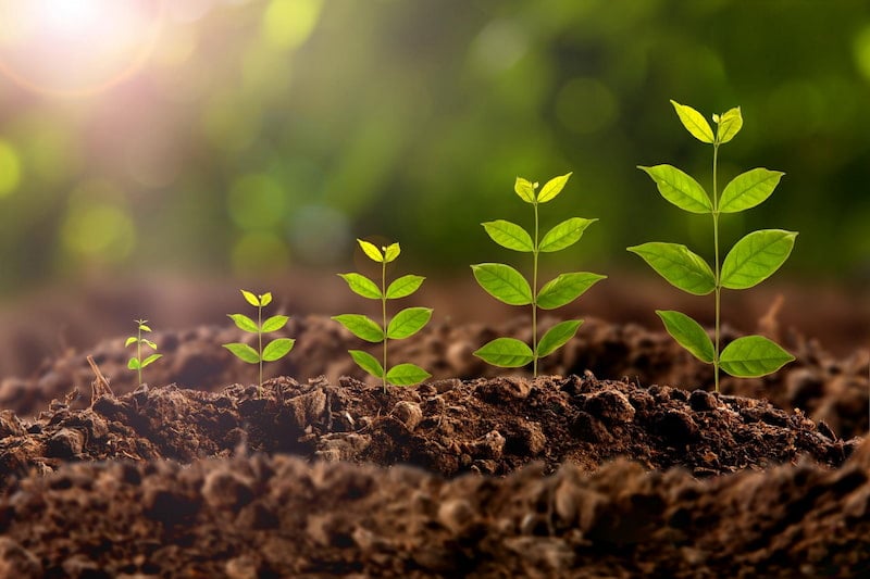 Fish Amino Acid Fertilizer Dose: Complete Crop-by-Crop Dosage Guide [2026]