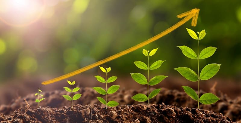 Fish amino acid fertilizer helps leaves stay green, healthy, and work better in photosynthesis