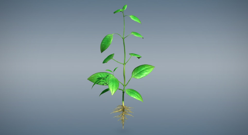 Fish Amino Acid target each plant part, improving roots, leaves, flowers, and fruits.