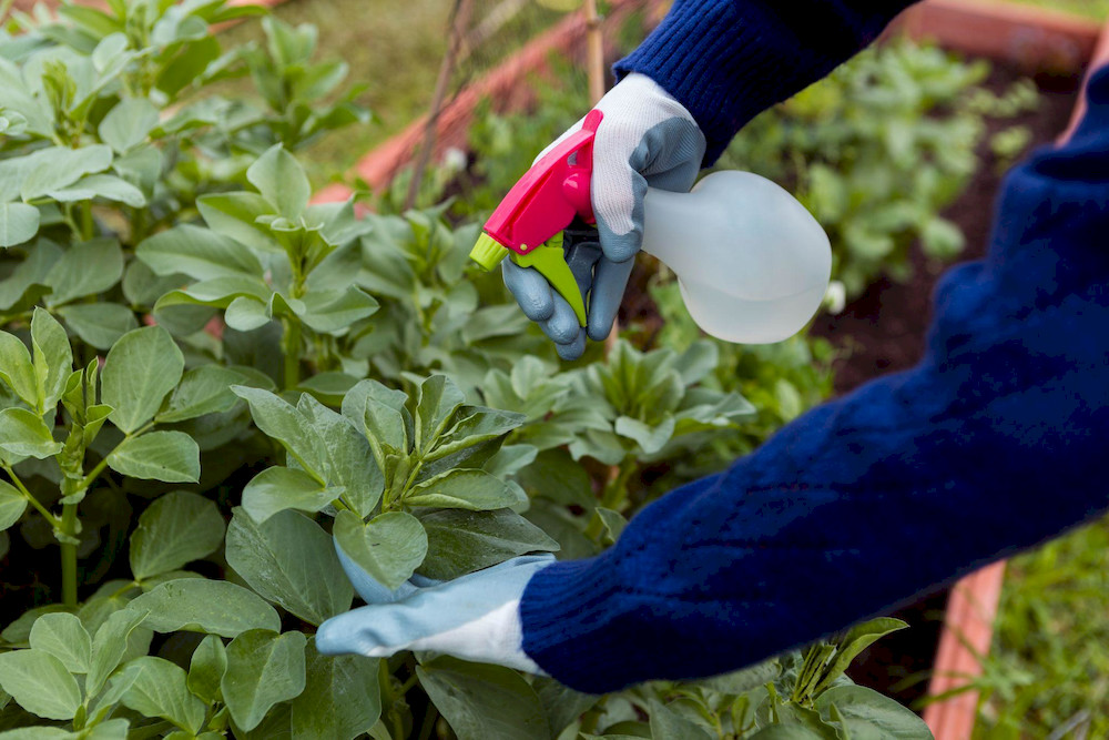 Foliar application is the most prevalent technique for micronutrient delivery