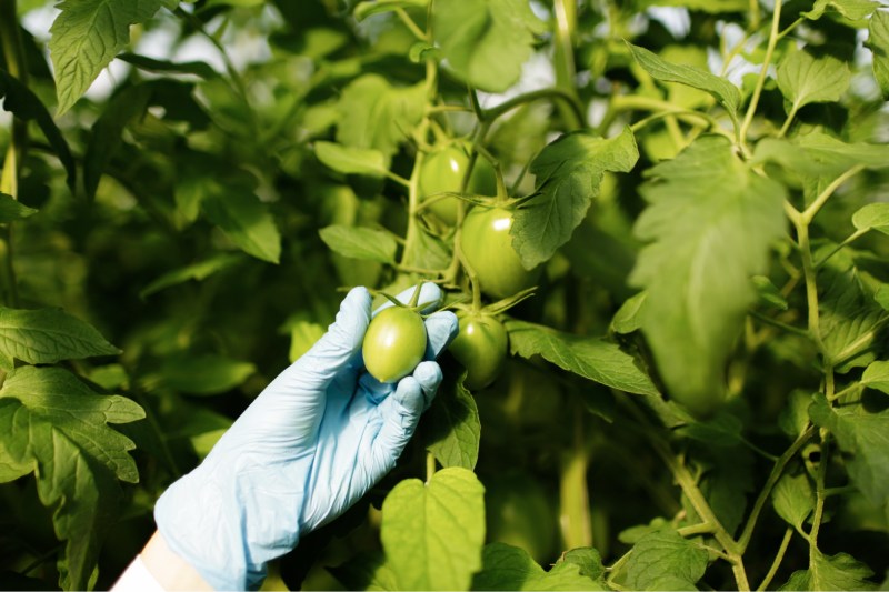 Amino acid fertilizer improves fruit set to ensure a profitable and early harvest