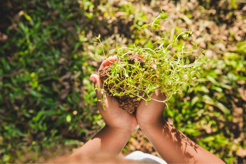 Amino acids help your crops withstand and recover from extreme weather