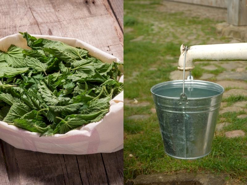 How to Make Amino Acid Fertilizer: The Ultimate Guide (Animal and Plant Methods)