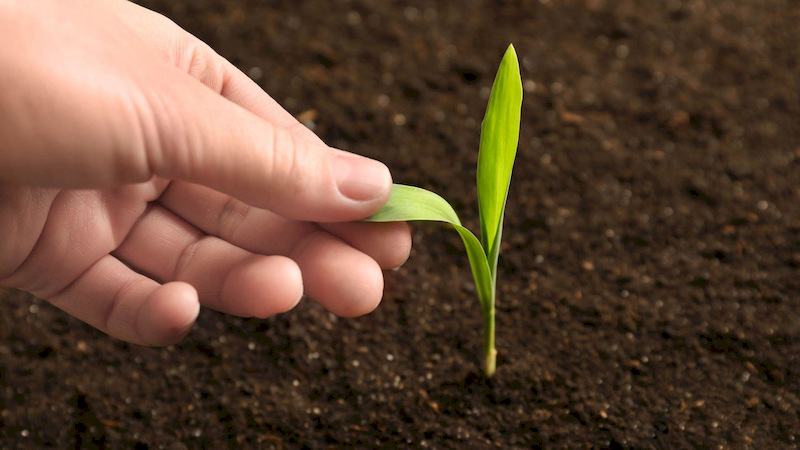 Humic Acid, Fulvic Acid, and Amino Acid enhance photosynthesis and support more efficient nutrient absorption through leaves