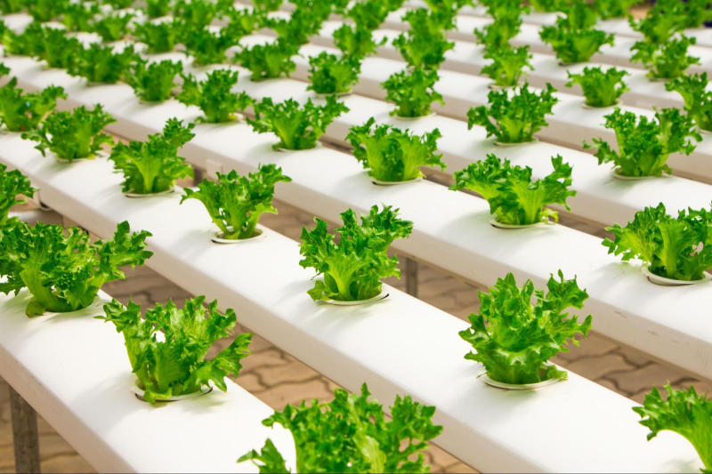 Hydroponics delivers amino acids directly to roots, enabling faster absorption than soil