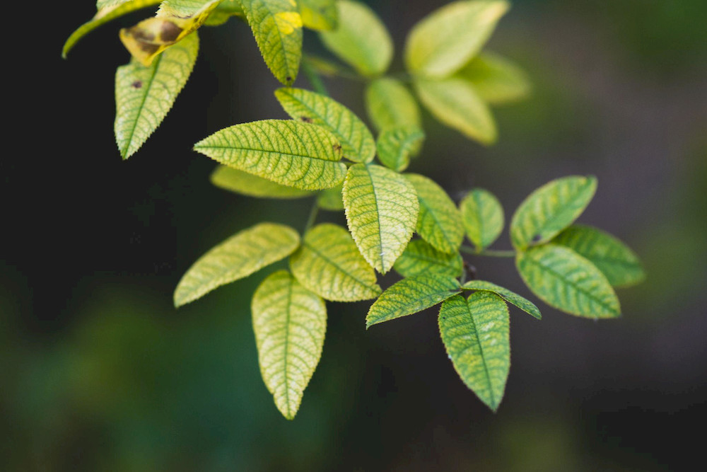 Interveinal chlorosis is a classic symptom of iron deficiency
