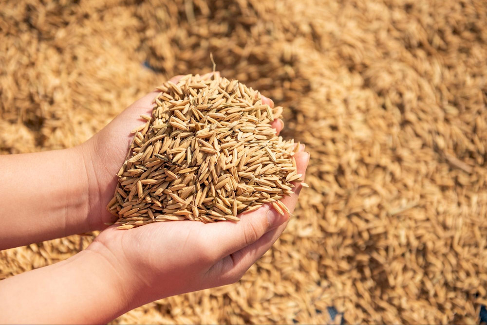 Micronutrient fertilizers contribute to outstanding improvements in crop productivity