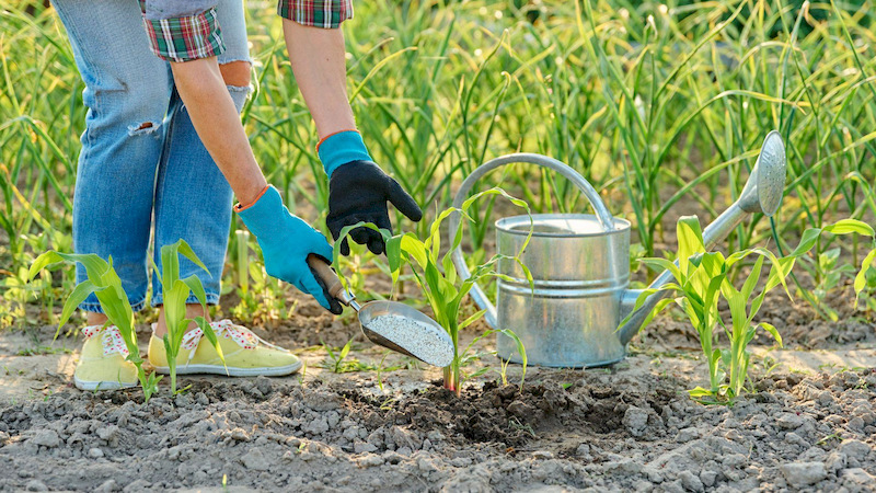 Plants treated with Humic Acid and Fulvic Acid developed larger and heavier root systems compared with untreated plants