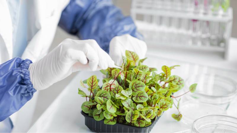 Amino acid chelation helps plants absorb nutrients more efficiently