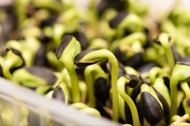 Seed coating applies a thin amino acid layer on seeds to boost germination and early growth