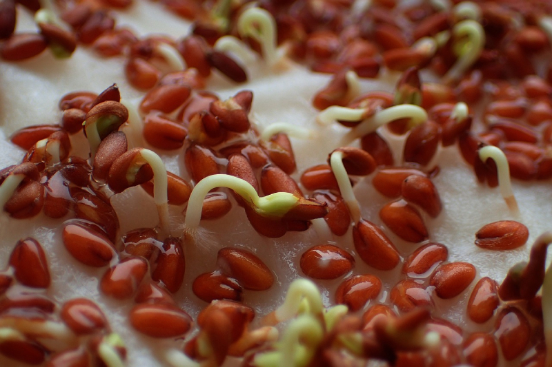 Seed soaking with amino acids boosts enzyme activity, improving germination, root vigor, and early growth