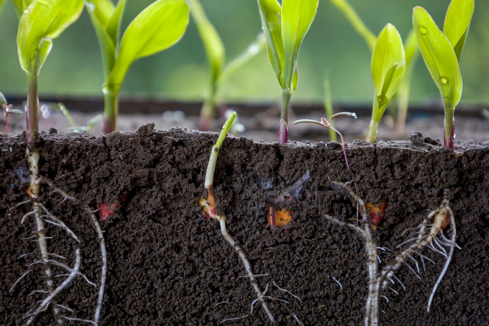 Tryptophan promotes strong root development, improves water and nutrient uptake, and enhances plant resilience against drought and environmental stress