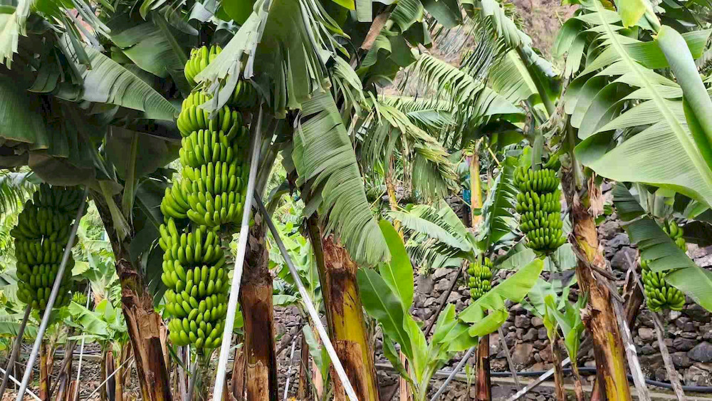 A nitrogen-free formulation supports better nutrient allocation during early fruiting stages