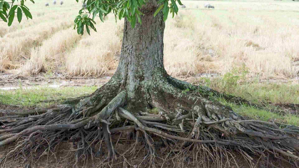 A strong root foundation allows crops to absorb nutrients more efficiently and maintain vigorous growth throughout the season