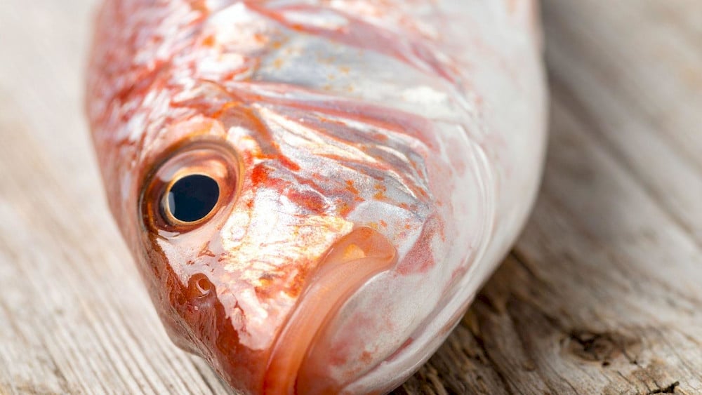 Active natural enzymes inside fresh fish viscera accelerate the protein breakdown process