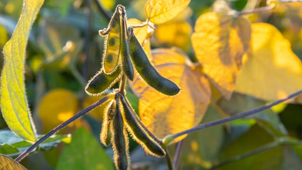 Adequate boron levels accelerate pollen tube growth to maximize successful pod formation