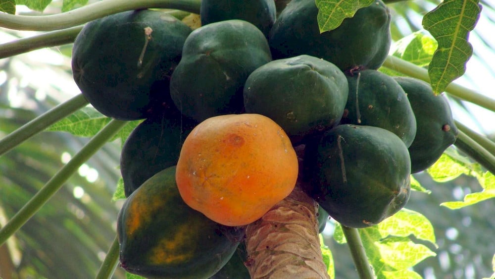 Adequate boron nutrition helps maintain healthy flowering and fruit development