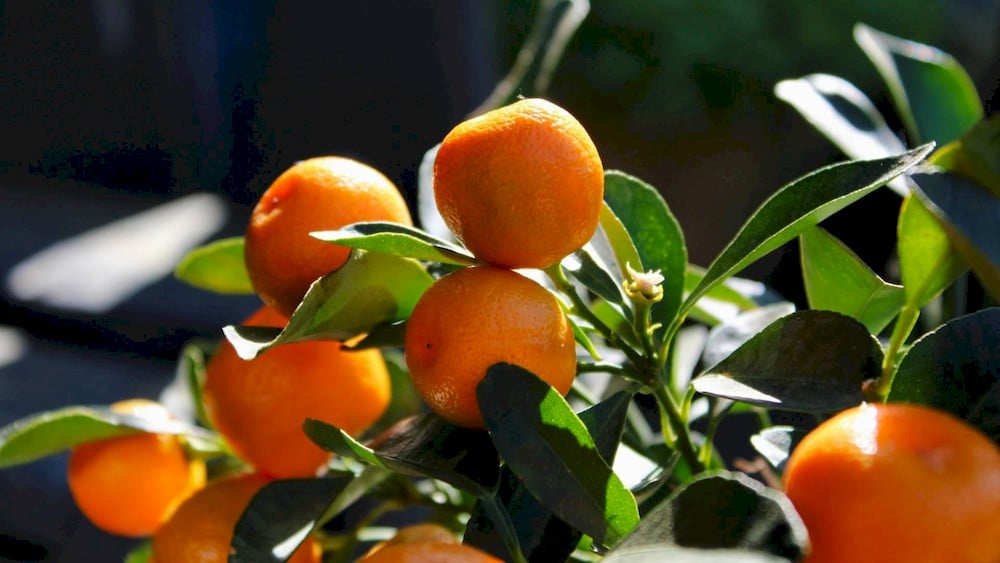 Adequate zinc nutrition contributes to balanced vegetative and reproductive growth
