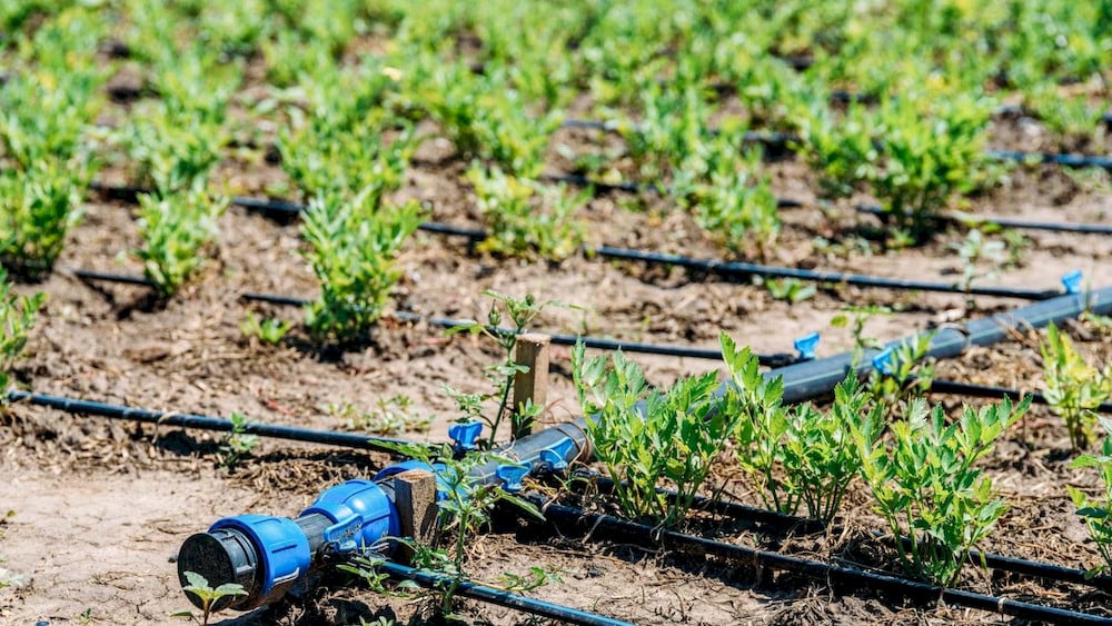Applying liquid minerals through irrigation lines eliminates additional machinery passes to prevent heavy soil compaction