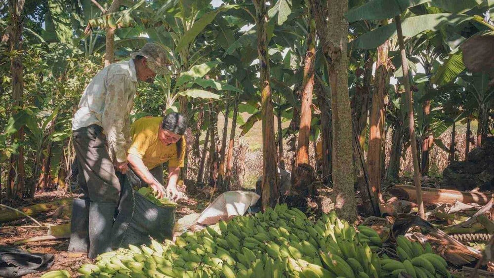 Balanced nutrient management helps maximize micronutrient availability in banana plants