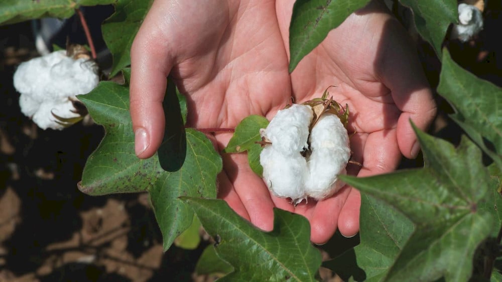 5 Essential Micronutrients for Cotton: Optimizing Yield and Boll Quality