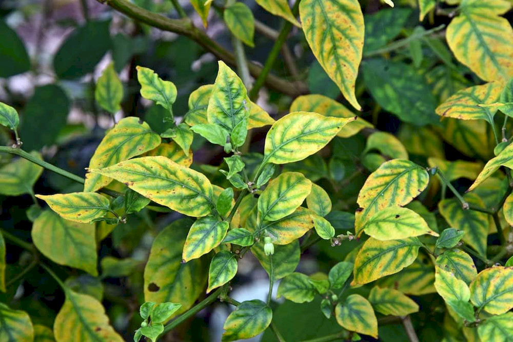 Top 7 Chelated Zinc Fertilizer Uses for Plants and Soil & Best Application Methods