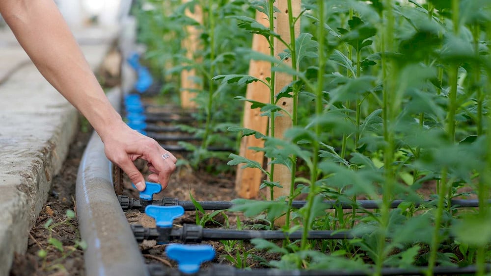 Choosing the right application method helps maximize the performance of water-soluble NPK fertilizers