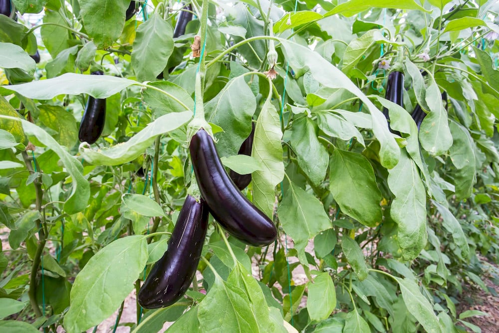 Combi fertilizer boosts eggplant micronutrients