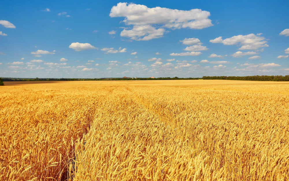 Combi fertilizer ensures uniform nutrient distribution for better plant growth