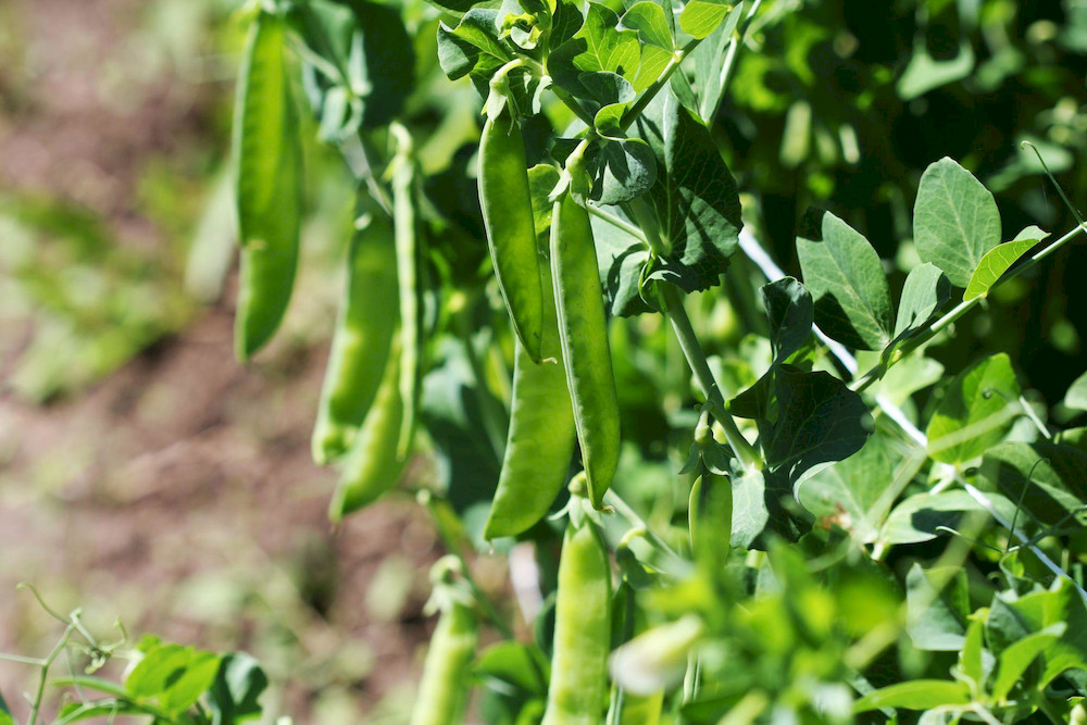 The 5 Practical Combi Fertilizer Uses for Modern Agriculture