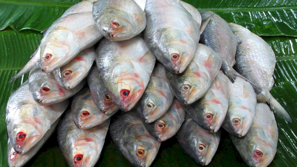 Concentrated fermenting environments effectively prevent fish waste from rotting or developing a foul odor