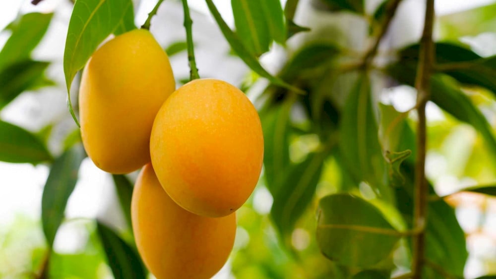 Consistent nutrient availability helps maintain fruit quality from flowering to harvest