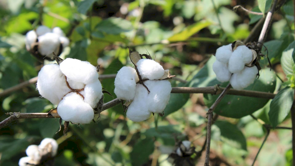 Copper deficiency is more likely to occur in highly organic or alkaline soils