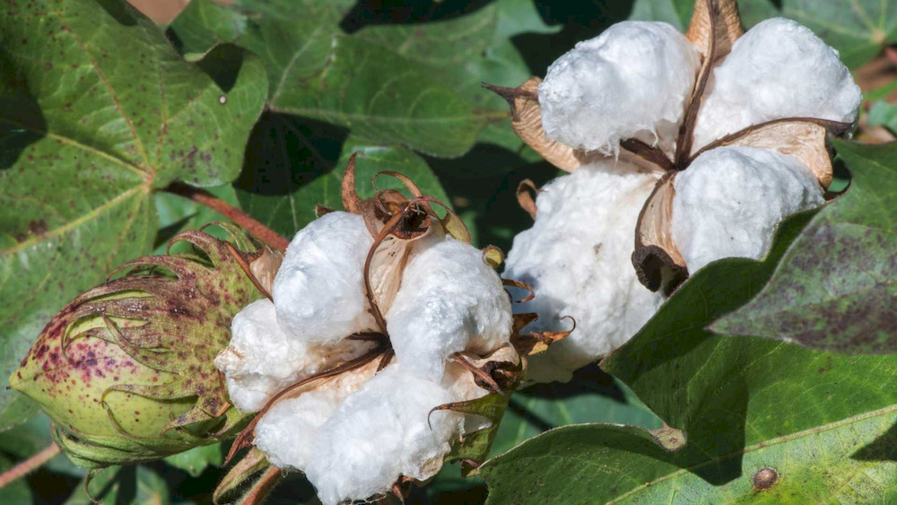 Cotton has a higher boron requirement than most field crops, especially during reproductive growth