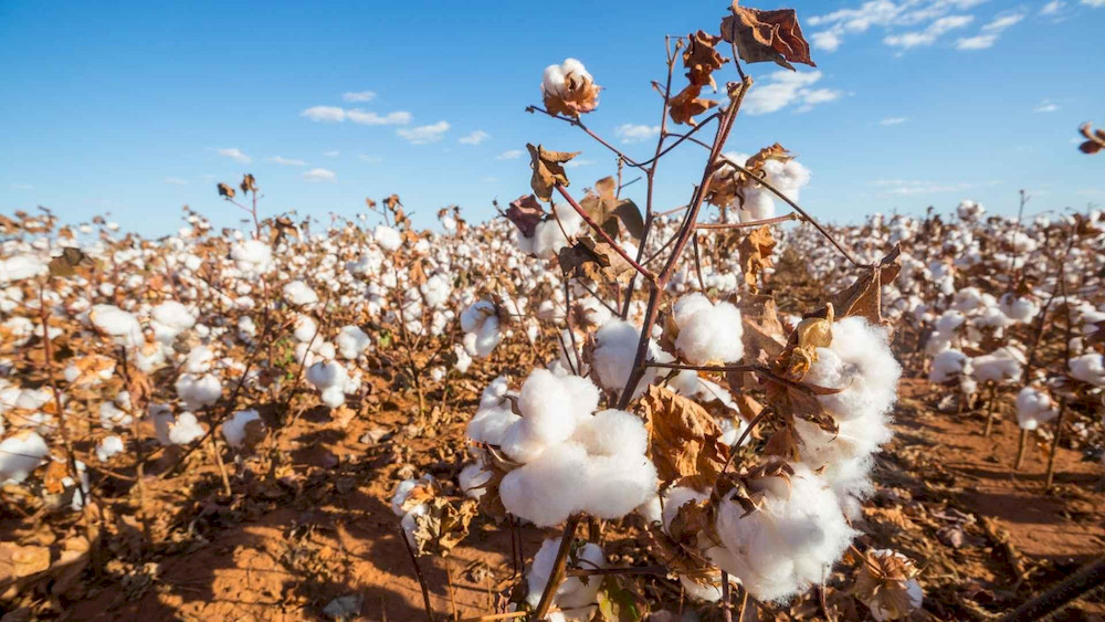 Cotton plants depend on a continuous supply of iron to sustain healthy development