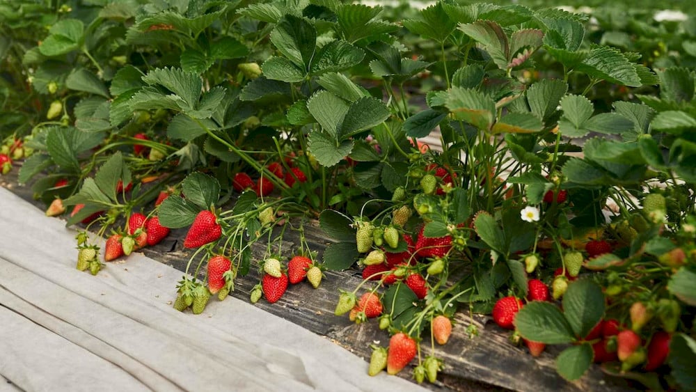 Crops achieve better storage performance after receiving AAPH treatments