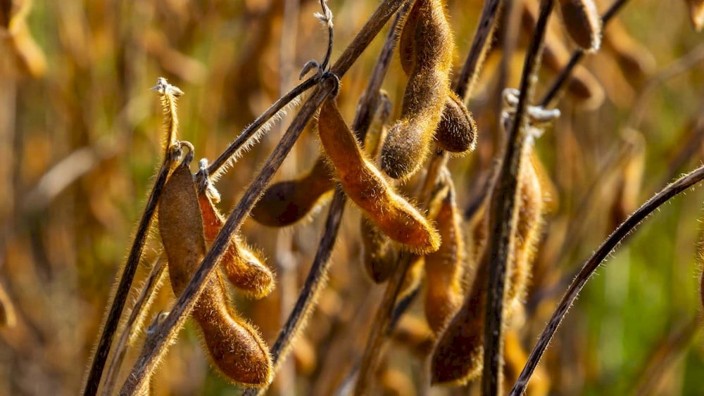 Developing soybean seeds heavily draw remobilized zinc and copper nutrients from vegetative plant tissues