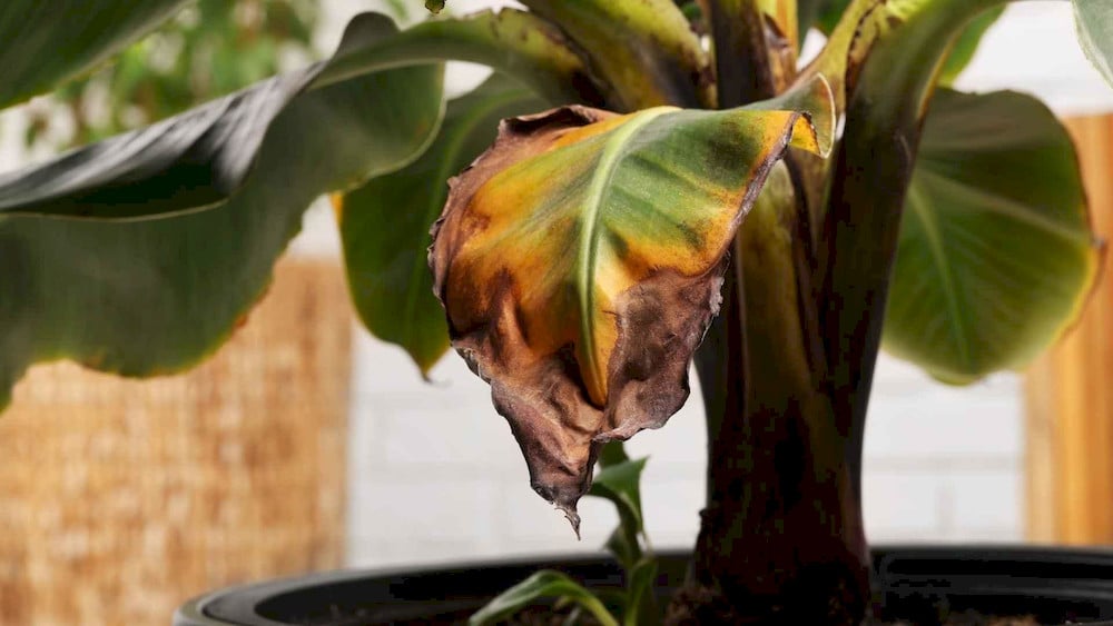 Discolored leaves showing clear signs of interveinal chlorosis require immediate corrective treatments